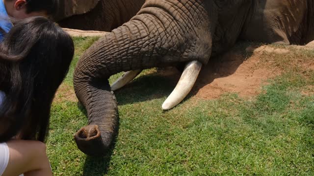 Kids Giving Food To The Elephants
