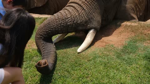 Kids Giving Food To The Elephants