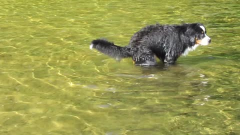 Funny dog takes bathroom break in the lake!