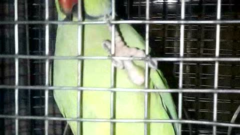 Parrot in cabinet