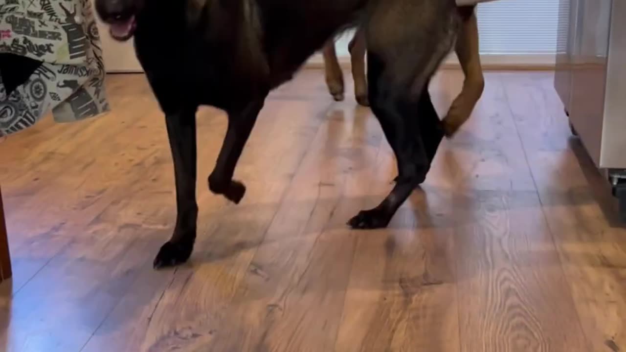 Dog Gets Dustpan To Help #dog #smartdog #doglife