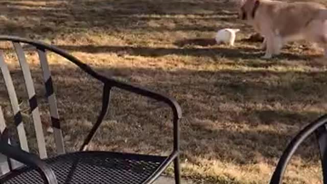 Cute rabbit playing with a dog