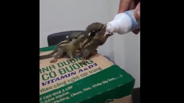 newborn baby animal