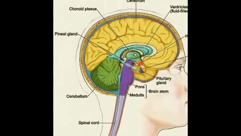 THE SACRED SECRET IT HAPPENS TO YOUR PINEAL GLAND