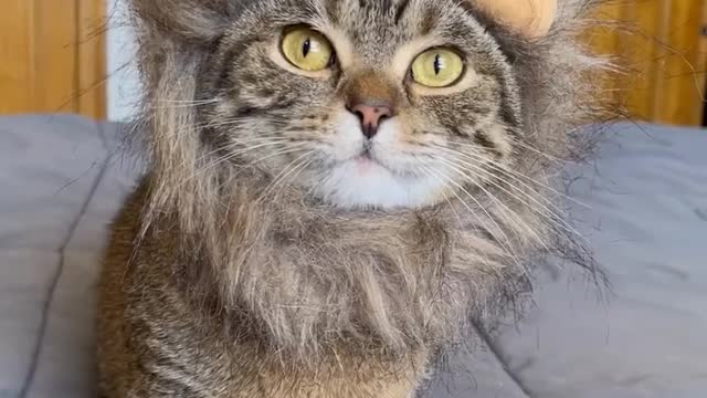 Cute cats videos trending