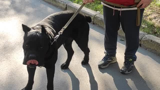 Look at this beautiful black dog