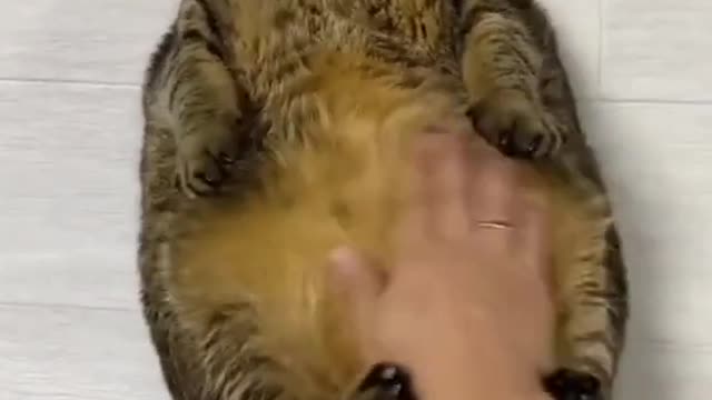 Fluffy cat coming with that bow