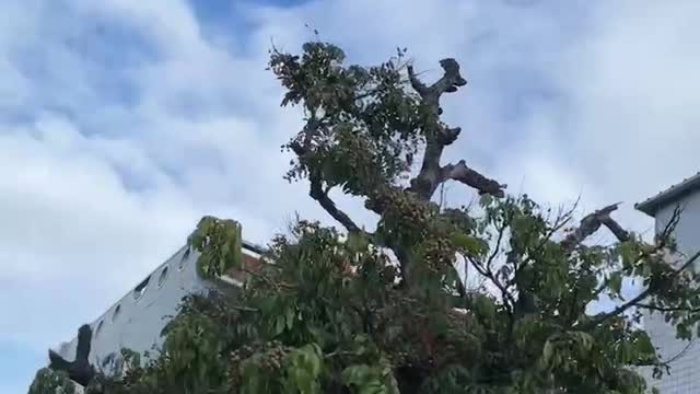 Longan trees can be kept in bearing for many years.