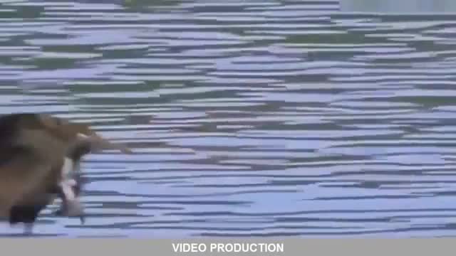 Lion vs Buffalo vs Tiger Most Amazing Wild Animal Fights HD