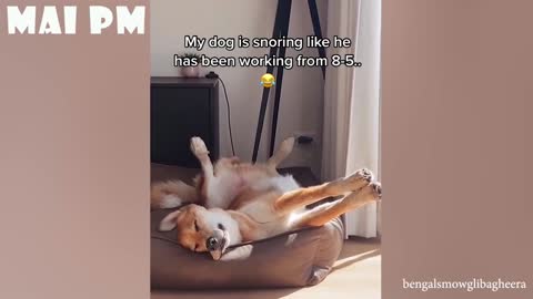 FUNNY DOG Which will make you laugh until you cry 🤣 | FUNNY DOG Videos