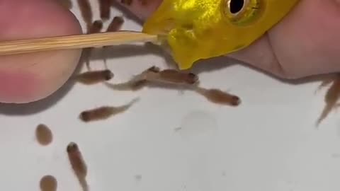 How to make amazing 😍🤩😍 to get the