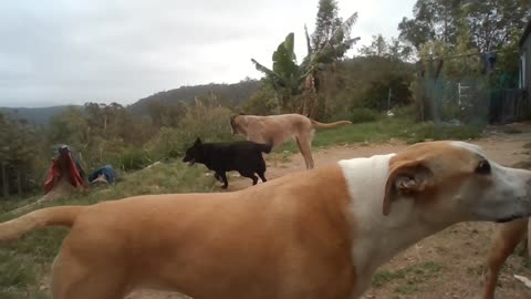 New Rehab Dog with LOTS of confidence showing thru, ready to play