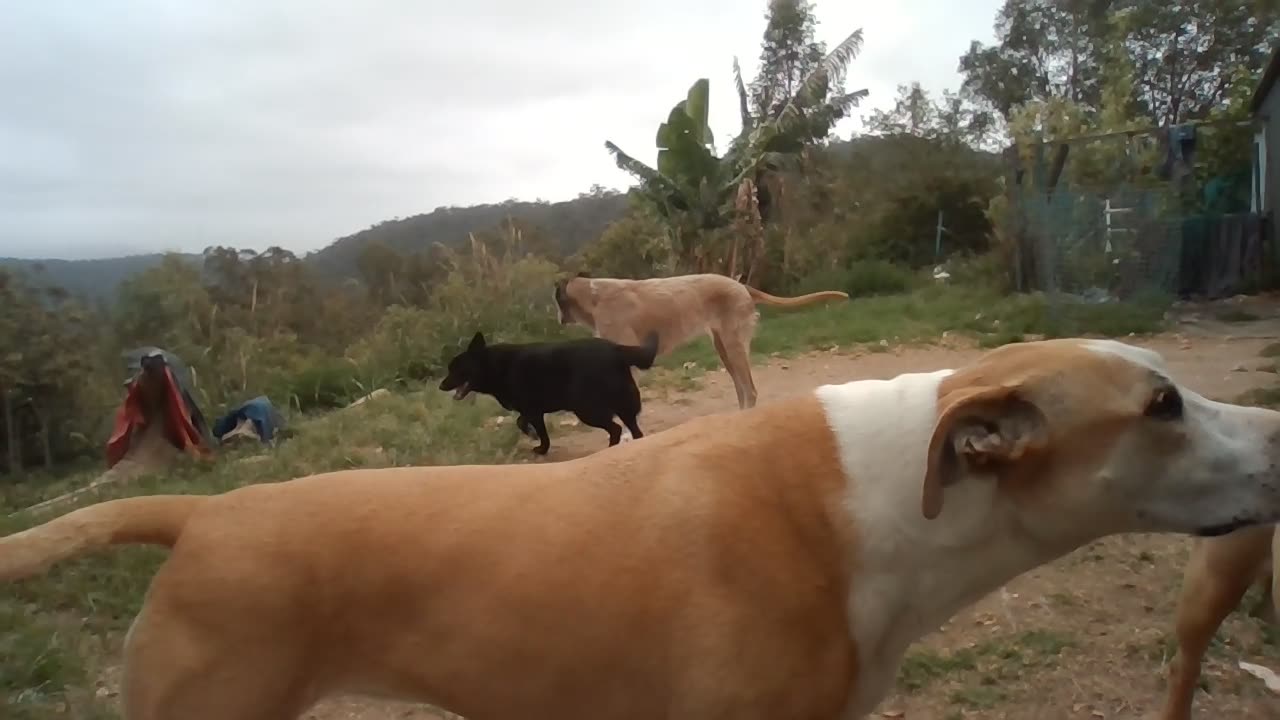 New Rehab Dog with LOTS of confidence showing thru, ready to play