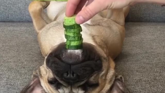 Funny and smart dog 6