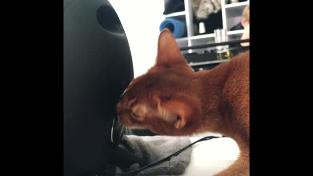 Cute Abyssinian Kitten Dances To Electronic Music