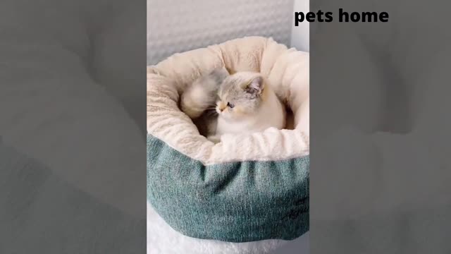 Latest version of the year|All kinds of interesting animals|Interesting pet dogs and cats