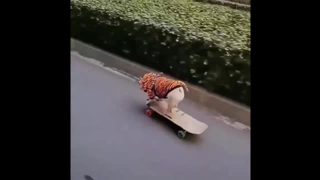 Funny cute 🐕 puppie 🛹 Skateboarding