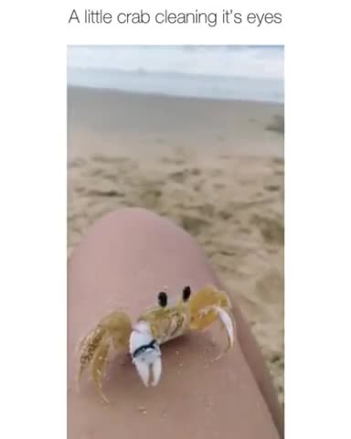 Shorts - Crab