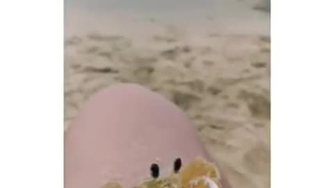 Shorts - Crab