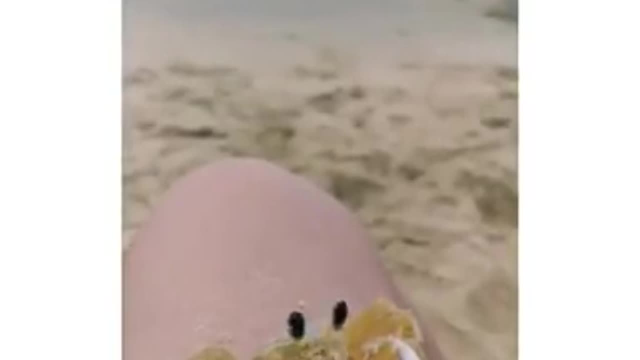 Shorts - Crab