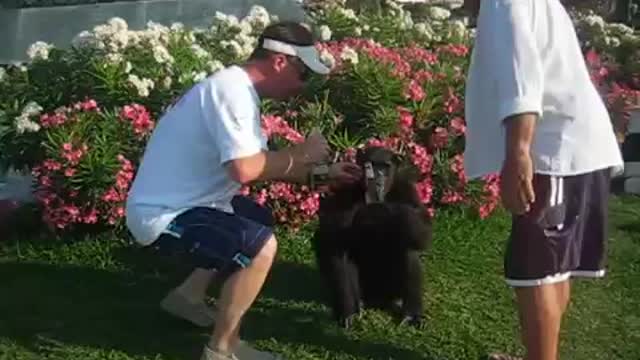 Corona drinking Monkey- Cancun Mexico