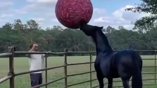 Playing volleyball🐎