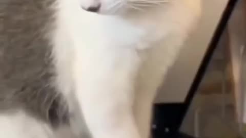 "Hilarious Cat Chronicles: The Endless Laughter of Funny Feline Antics"