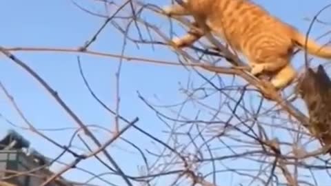 Tiger wanted to catch the innocent bird to climbingup a tree