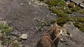 Walking a Cat During Quarantine