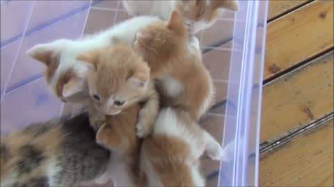 Watch Kittens meowing (too much cuteness) - All talking at the same time!