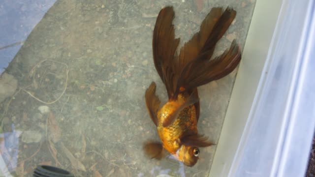 Oranda con problemas de vejiga (día +5) 2/2