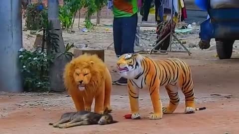 Troll Pranks dog funny with the lions and Tigers Fake