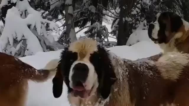 Beautiful Dogs are enjoying the cool and snow weather