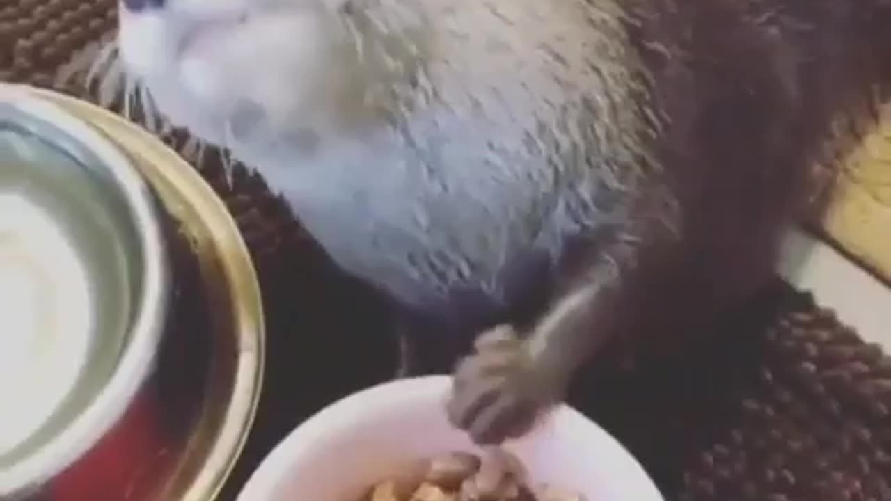 Otter cuteness