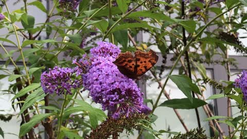Beautiful butterfly pattern