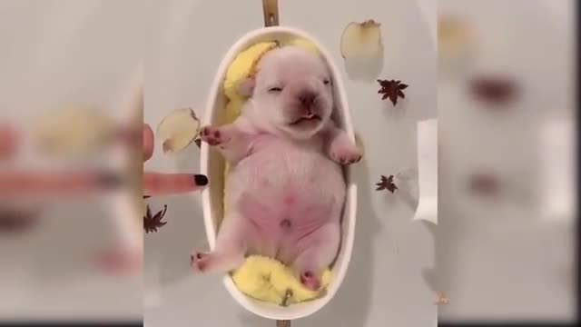 Baby dog - cute and funny dag video