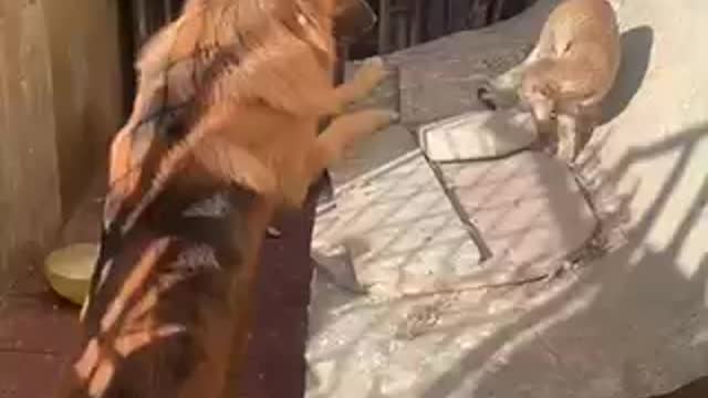 Dog vs cat extreme funny fight 😂