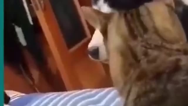 Cats and dogs fighting very funnyð|| Try not to laugh !!