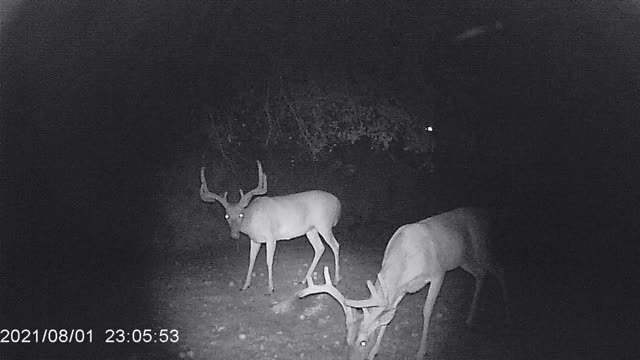 a couple of bucks