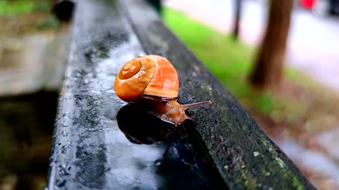 Snail Movement