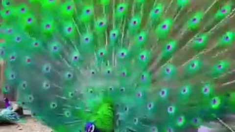 Beautiful peacock# shots