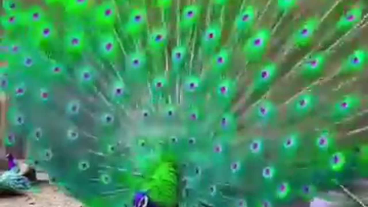 Beautiful peacock# shots