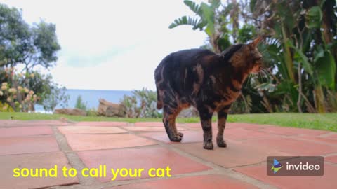 sound to call your cat