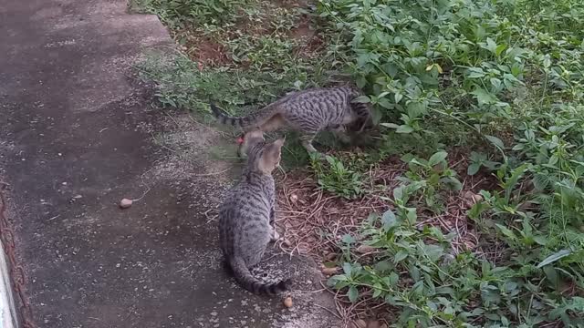 beautiful cats playing