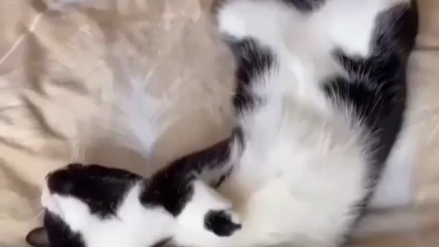 Cat with a toy