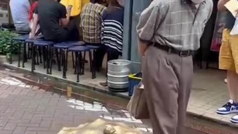 Man walks his pet tortoise with a little hat on