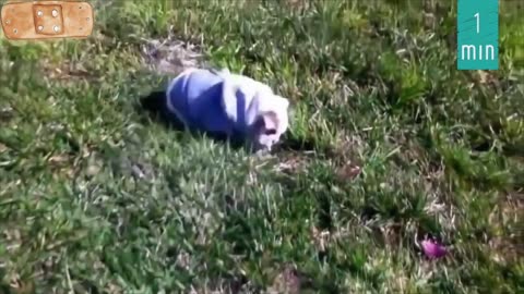 ULTIMATE|| Animal Compilation || Funny Fails || viral || comedy