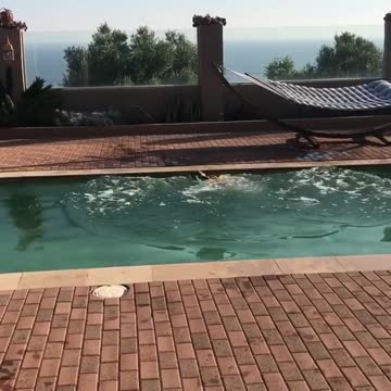 Happy dog! Happy dog