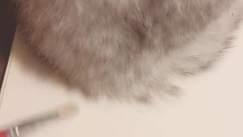 Look at my cat, it's almost alive, oh! It really came to life