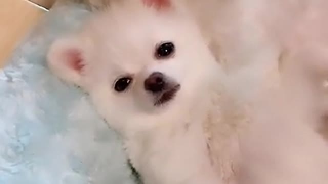 Cute baby funny videos